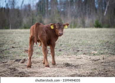 Week Old Red Angus Calf In Early Spring