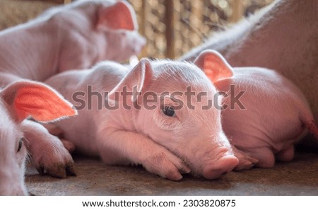 A week-old piglet cute newborn sleeping on the pig farm with other piglets