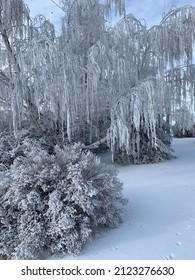 Weeping Birch In Saskatchewan Winter