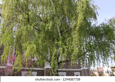 A Weeping Birch Tree With A Historic Stone Building Behind It In Cache County Utah