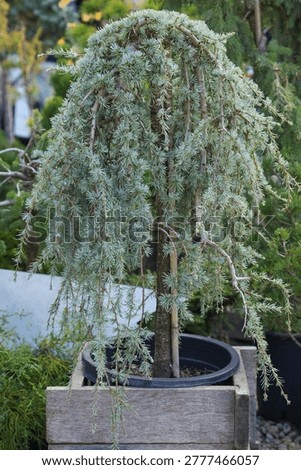Weeping blue conifer tree cedar in container at specialty nursery display