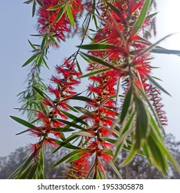 Weeping Bottlebrush Flowers Hanging In Garden