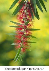 Weeping Bottlebrush Tree In Botanical Garden 