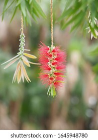 Weeping Bottlebrush Tree In Botanical Garden 