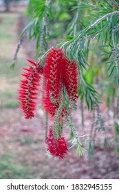 Weeping Bottlebrush Tree Flowers. Daytime