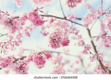 361 Orchard of weeping cherry trees Images, Stock Photos & Vectors ...