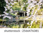 Weeping cherry blossoms in full bloom at Kyoto Gyoen National Garden in Kyoto Prefecture