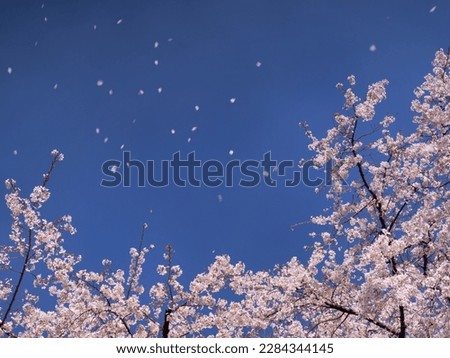Weeping cherry blossoms in full bloom against the blue sky Stock photo © 