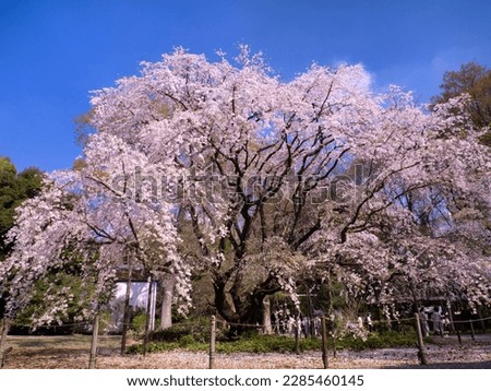 Weeping cherry blossoms in full bloom at Rikugien Garden, Tokyo Stock photo © 
