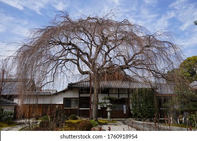 Weeping cherry blossoms at Honmanji Temple before the cherry blossoms bloom - Powered by Shutterstock