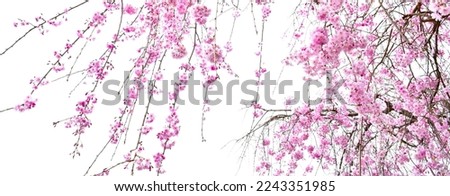 Weeping cherry blossoms in the  
Japanese garden.
Sakura flowers.