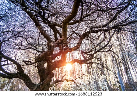 Weeping cherry canopy glows at sunset