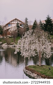 A weeping cherry tree blooms gracefully by a small pond, with the serene reflection of a white traditional Japanese house in the calm water