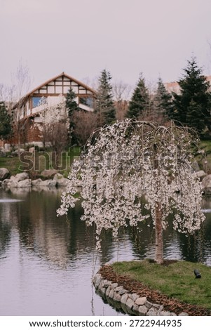 A weeping cherry tree blooms gracefully by a small pond, with the serene reflection of a white traditional Japanese house in the calm water