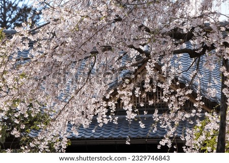 Weeping cherry tree at Jobon Rendaiji Temple