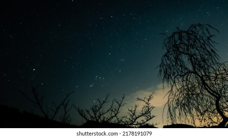 Weeping Cherry Tree And Orion