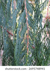Weeping evergreen with tiny pine cones