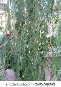 Weeping evergreen with tiny pine cones
