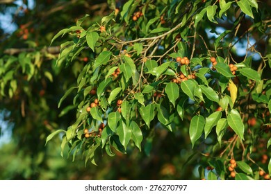 Weeping Fig, Ficus Benjamina, Banyan Tree With Fruits On Branch.