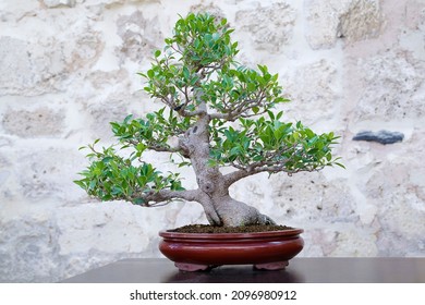 Weeping Fig (Ficus Benjamina) Bonsai Tree Against A Stone Wall