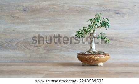 weeping fig, Ficus Benjamina as bonsai against a background of wood with copy space on the left side                               