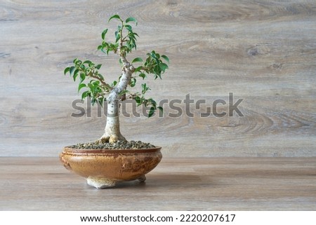 weeping fig, Ficus Benjamina as bonsai against a background of wood                                