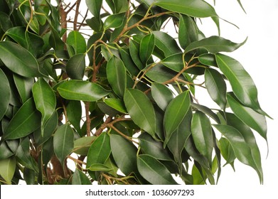 Weeping Fig (Ficus Benjamina) Leaves