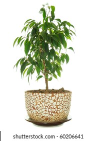 Weeping Fig (Ficus Benjamina) In Pot