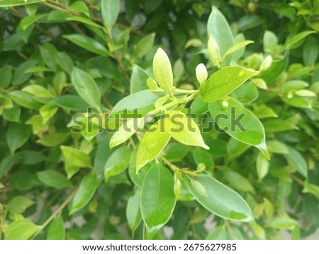 Weeping fig, golden fig, Benjamin tree, Chinese bonyan, Java fig