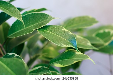 Weeping Fig Leaves, Golden King 