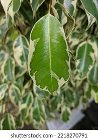 Weeping Fig Variegated White Green Bush