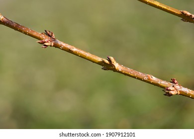 Forsythia Buds High Res Stock Images Shutterstock