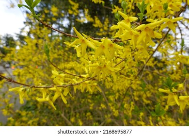Weeping forsythia is native to China but has become naturalized in many parts of North America.