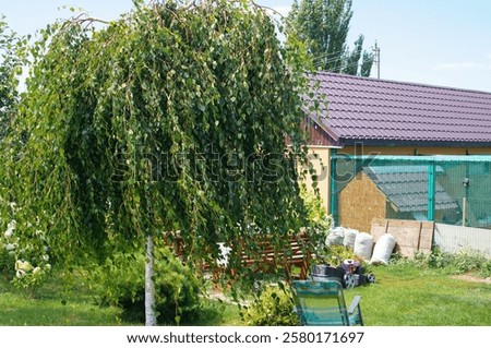 Weeping Himalayan birch tree in rustic backyard with chicken coop and lawnmower, concept of country living, rural landscape and farmstead maintenance