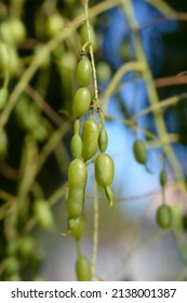 Weeping Japanese Pagoda Tree Fruit - Latin Name - Sophora Japonica Pendula