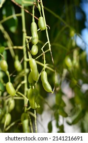 Weeping Japanese Pagoda Tree Fruit - Latin Name - Sophora Japonica Pendula