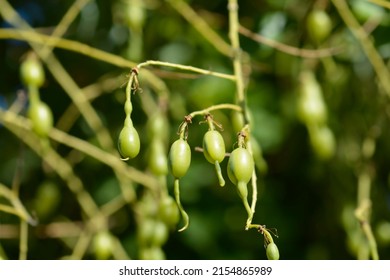 Weeping Japanese Pagoda Tree Fruit - Latin Name - Sophora Japonica Pendula