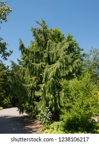 56 Weeping nootka cypress Images, Stock Photos & Vectors | Shutterstock