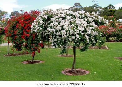 Weeping Standard Roses In A Public Garden Setting. The White Variety In Foreground Is 'Heideschnee' (Korconta).