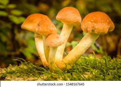 Weeping Widow Mushroom In The Forest