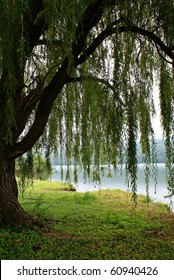 Weeping Willow