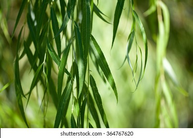 Weeping Willow Background