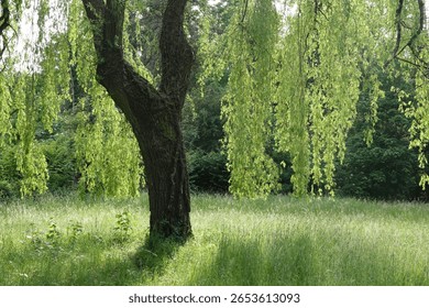 a weeping willow at the edge of the forest