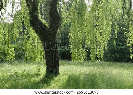 a weeping willow at the edge of the forest