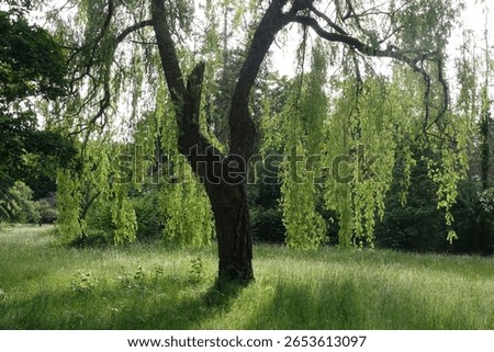 a weeping willow at the edge of the forest