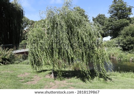 Weeping Willow, gracefully drooping, pendulous branches, narrow, lance-shaped leaves (Salix) (wide-angle, pastoral,, sunshine, blue-sky)