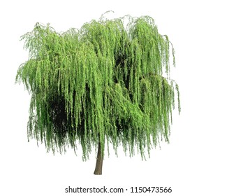 Weeping willow isolated on a white background