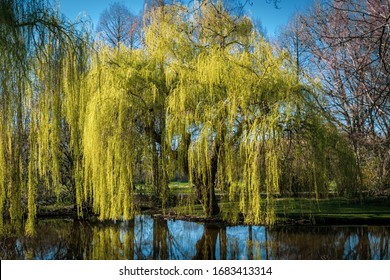 Weeping willow on the water edge in a park with reflection