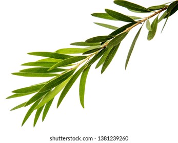Weeping willow (salix babylonica) or the beautiful, tropical leaf isolated on white background 