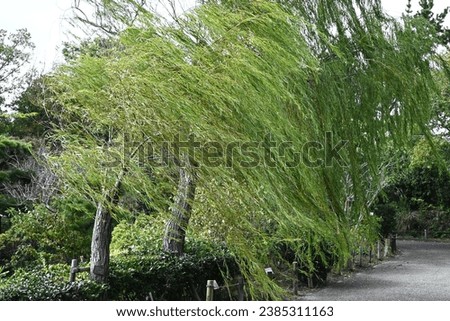 Weeping Willow ( Salix babylonica ) tree. Salicaceae Dioecious deciduous tree. Used as a park tree or street tree and planted near water.